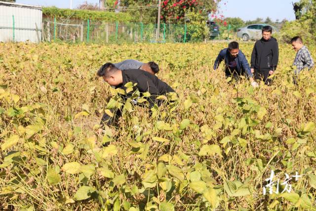 专家、学者实地了解复耕地种植大豆新品种新技术。南农宣供图