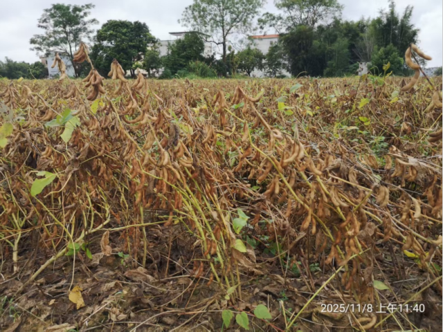 封开县南丰镇开明村丰悦产业基地大豆测产现场。