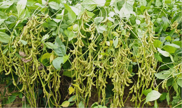 华夏22在大玉口南方大豆格木林产业基地田间表现。